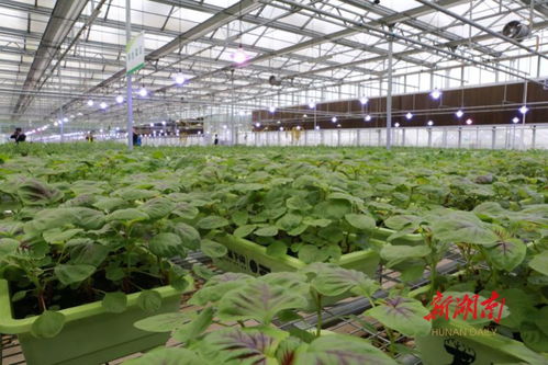 省農業(yè)農村廳落實防災減災預案 確保鮮活農產品穩(wěn)定供應