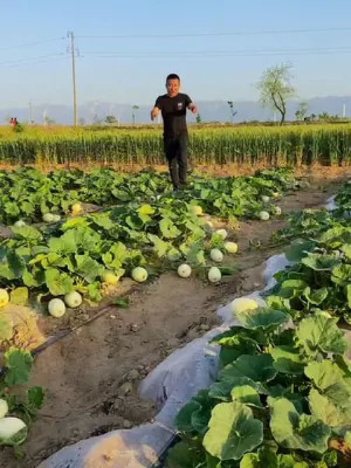 優(yōu)質農產品的代表 甜瓜