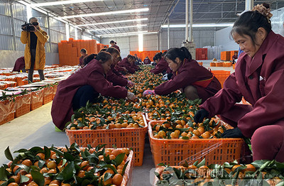 2019河池農(nóng)產(chǎn)品產(chǎn)銷對(duì)接活動(dòng)簽約金額達(dá)7800萬元，農(nóng)產(chǎn)品產(chǎn)銷邁上新臺(tái)階